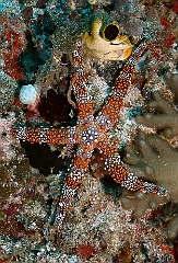 Raja Ampat 2016 - Gomophiagomophia - Bumpy sea star - Etoile de mer - IMG_5366_rc